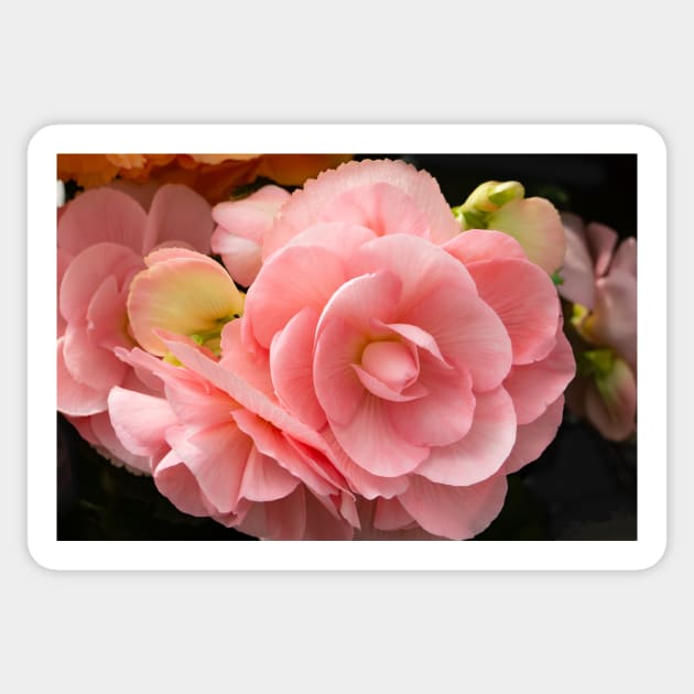 Soft pink begonia flowers. Sticker by sma1050